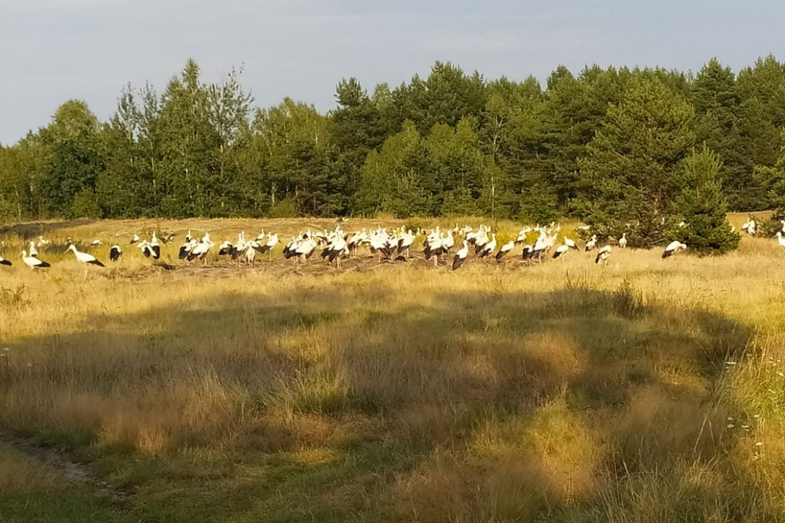 На території Олевщини помітили величезну зграю білих лелек