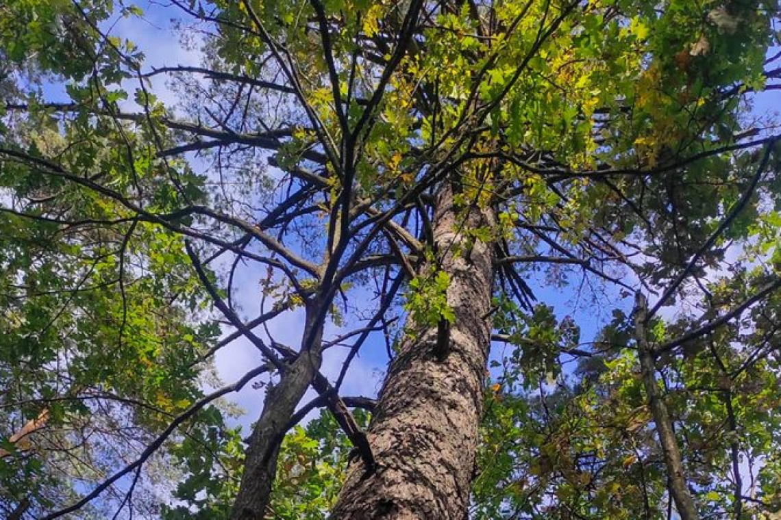 Під час дослідження лісових масивів Народицького господарства був виявлений справжній природний ліс