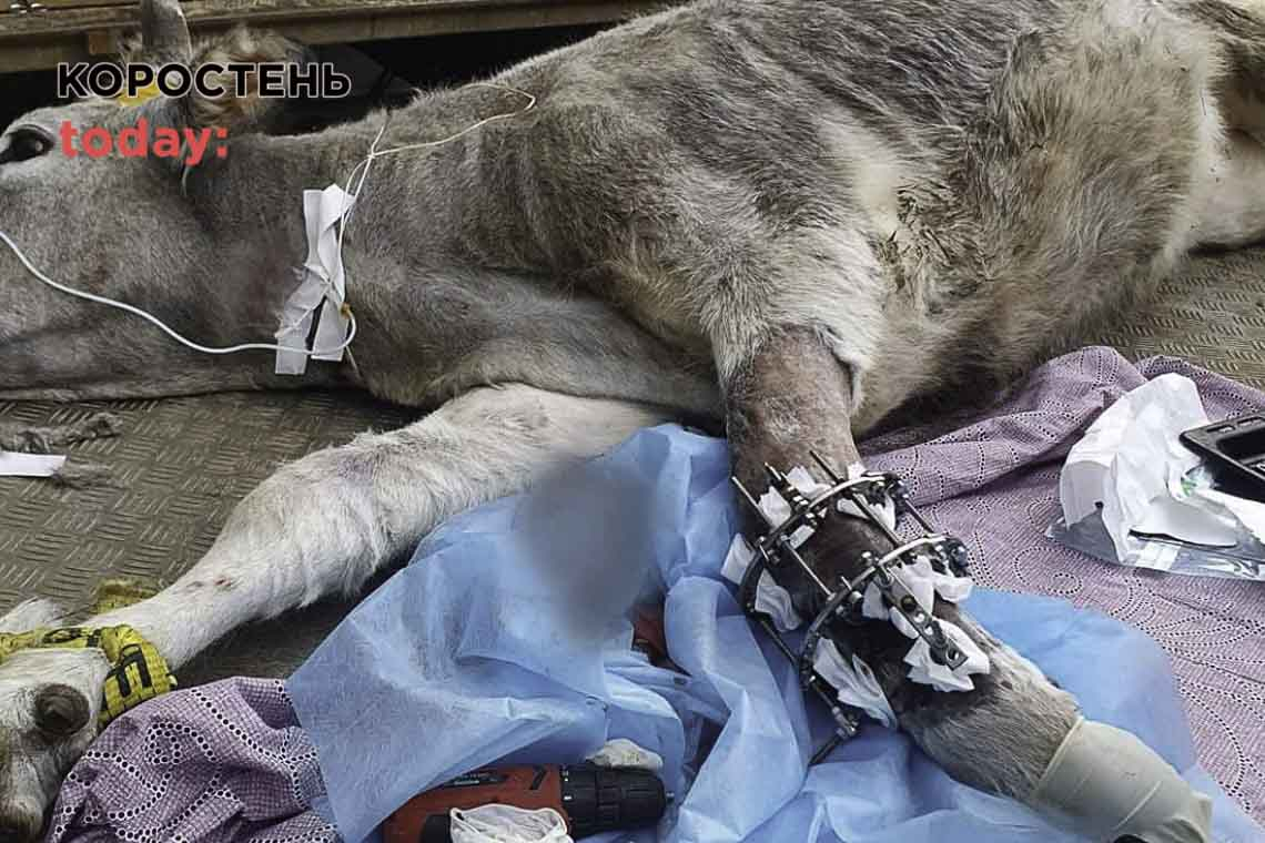 Ортопед-травматолог з Житомирщини врятував корову, яка отримала поранення під час боїв на Київщині