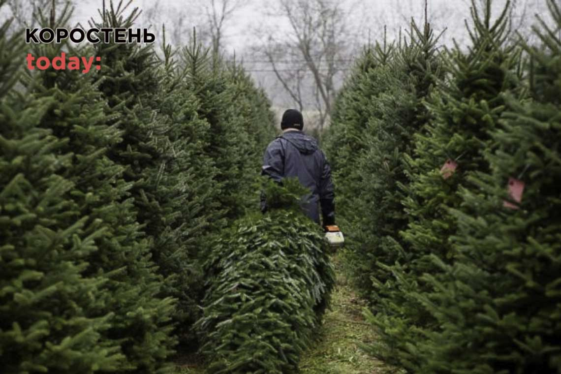 Лісівники Житомирщини готуються до продажу новорічних дерев: ціни та контакти