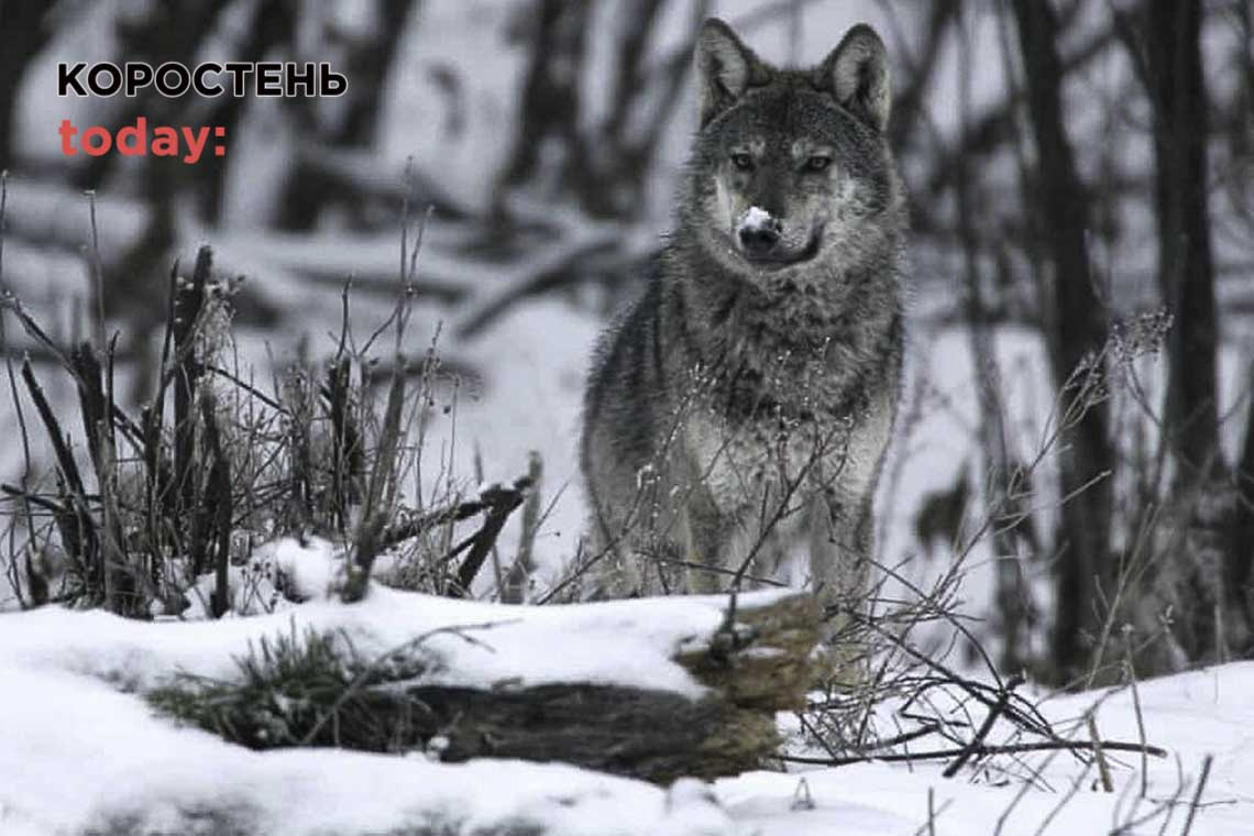 У Житомирській області хочуть відстрілювати небезпечних диких тварин зі сказом