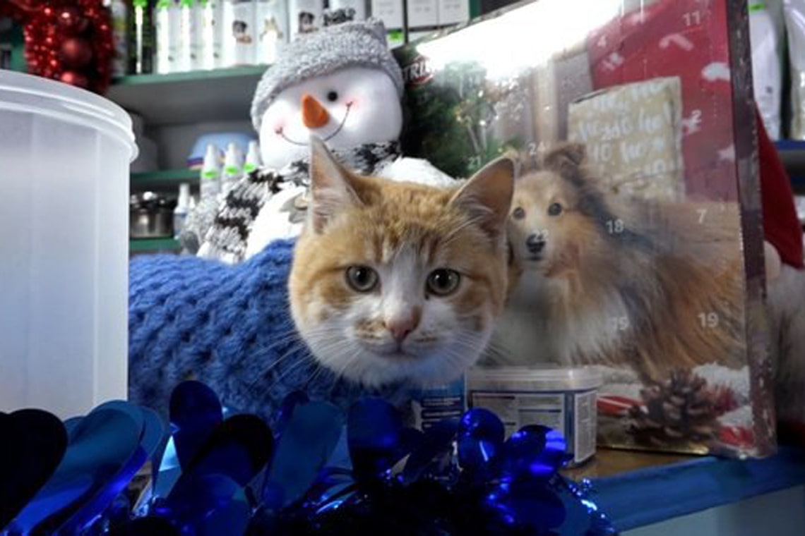 На Житомирщині подружжя відкрило ветаптеку, де лікують і підгодовують вуличних котів