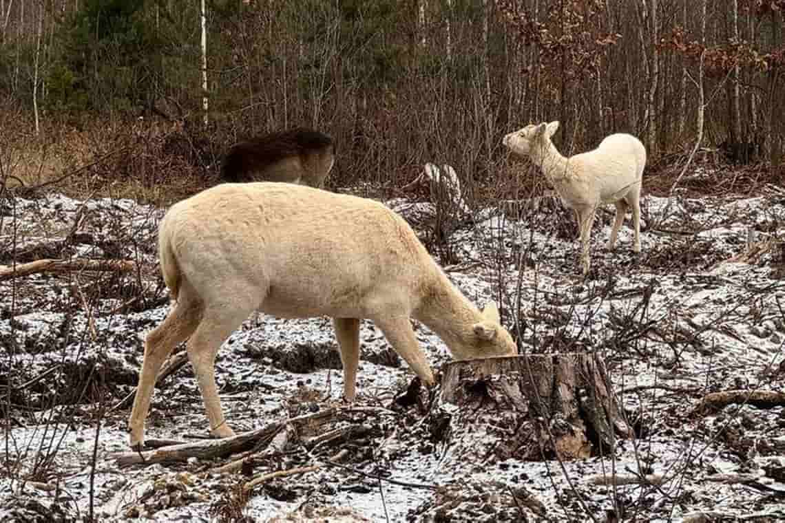 У лісі на Житомирщині помітили диких козуль-альбіносів