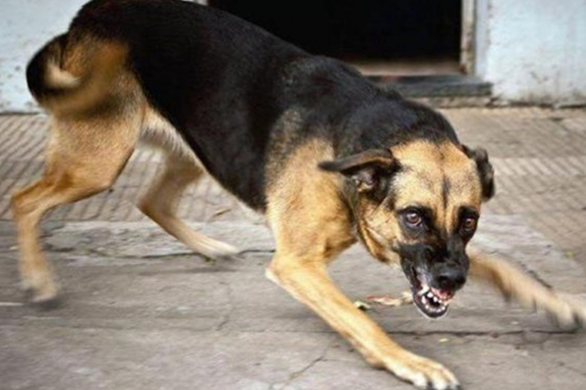 На одній з вулиць Овруча безпритульні собаки покусали домашнього пса: тварина загинула від сказу