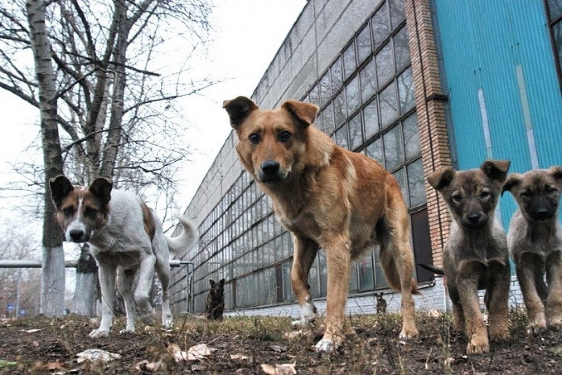 У Коростені КВГП готове заплатити майже 400 тис. грн за вилов та стерилізацію безпритульних собак