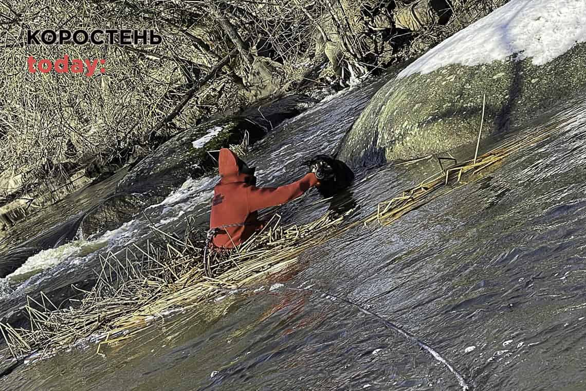 З річки Уж в Коростені водолази-рятувальники витягнули собаку
