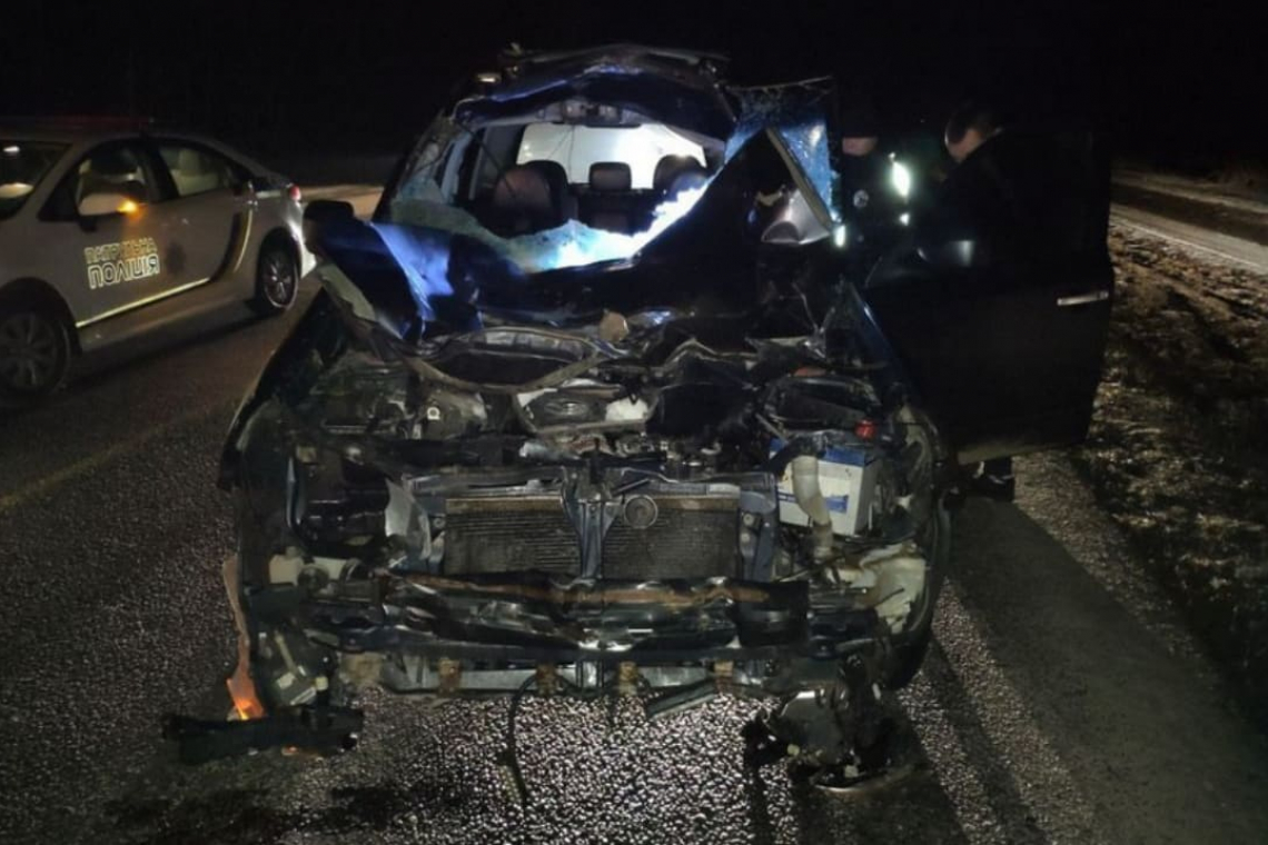 На Житомирщині Subaru збив лося: тварина загинула, а водій отримав протокол