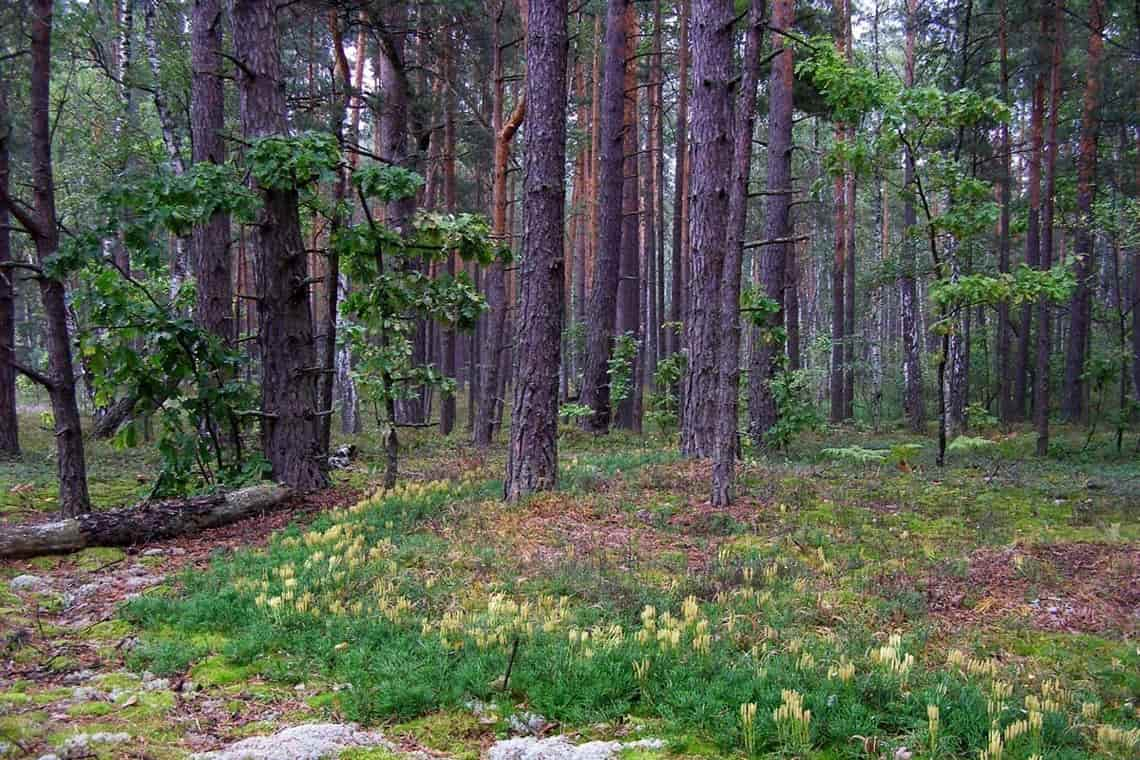 Прокуратура повернула державі землі лісового фонду на Овруччині вартістю  понад 360 млн грн