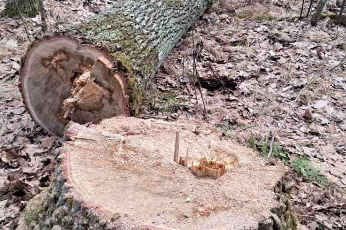На Овруччині екологи виявили незаконну порубку дерев, сума збитків майже 2 млн. грн