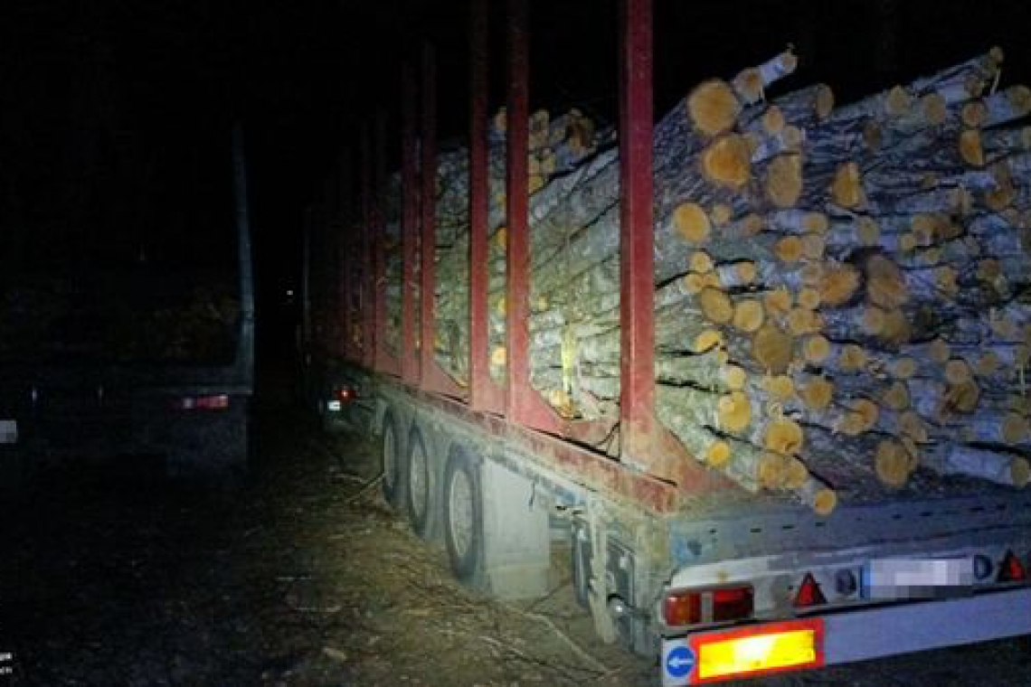 З початку місяця патрульні Житомирщини виявили 4 випадки перевезення та рубки деревини без документів