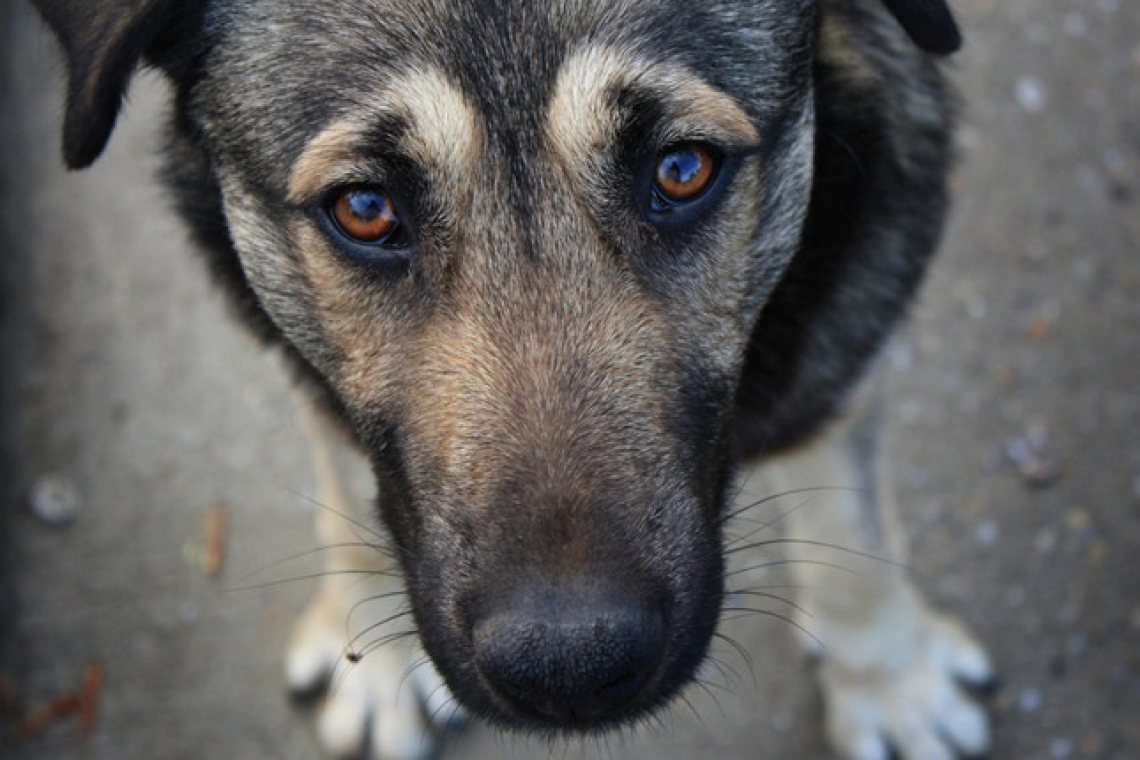 Вдруге з початку року - у Коростені знову виділяють майже 400 тис. грн на стерилізацію безпритульних собак