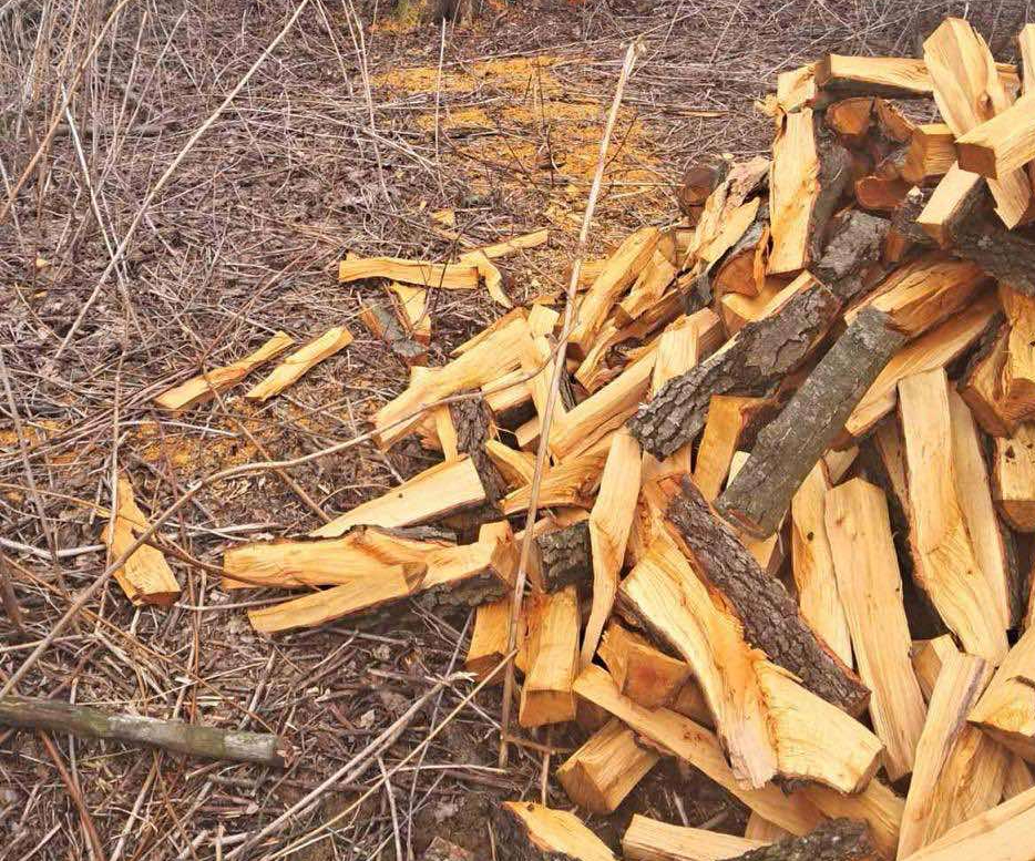 На території Народицької громади виявили незаконну порубку дерев, порушника розшукали