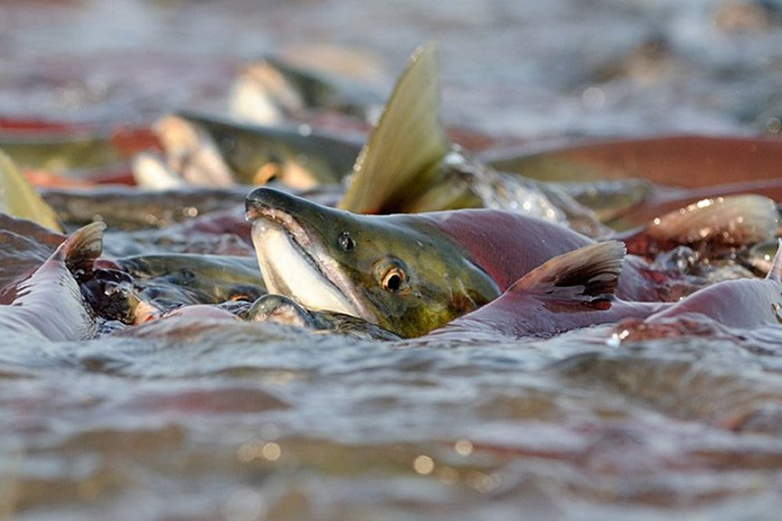На річках та водосховищах Житомирщини з 1 квітня почне діяти нерестова заборона на вилов риби