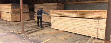 СБУ викрила бізнесмена, який скуповував незаконно зрубану сосну: деревину обробляли на пилорамах Коростенщини та продавали за кордон