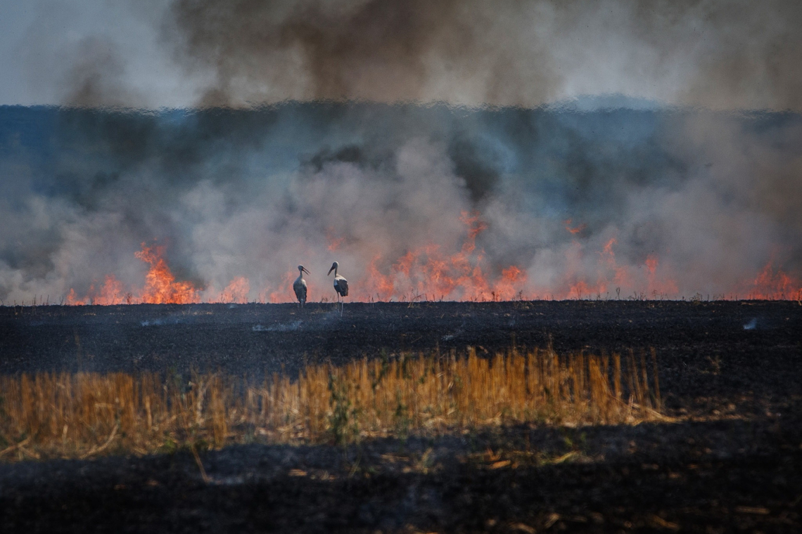 У Олевській громаді сталося 11 пожеж за 4 дні через випалювання трави