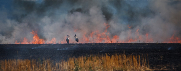 У Олевській громаді сталося 11 пожеж за 4 дні через випалювання трави