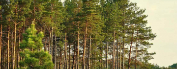 Природний заповідник на Овруччині планує оздоровити ліси на понад 300 тис. грн
