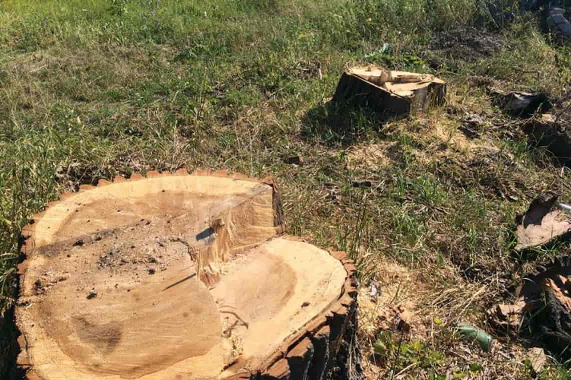 Екоінспектори виявили масштабну незаконну вирубку дерев у Малинській громаді
