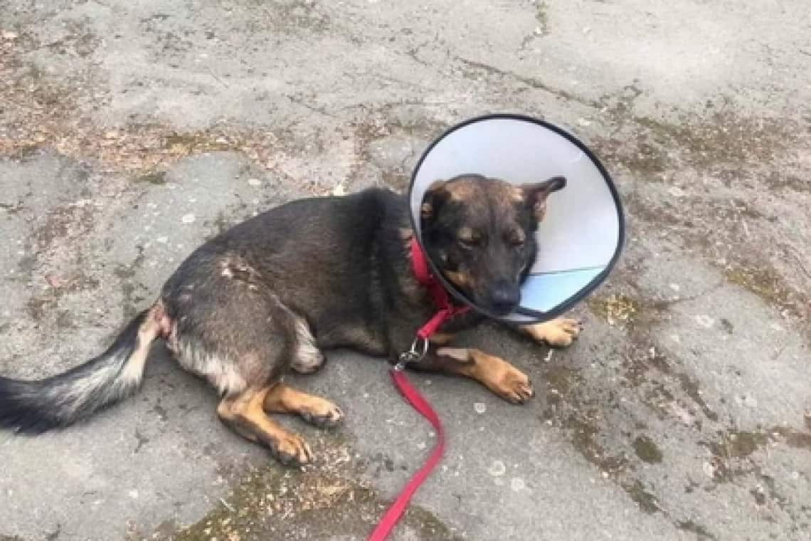 Поліція розслідує справу про побиття собаки у Житомирі