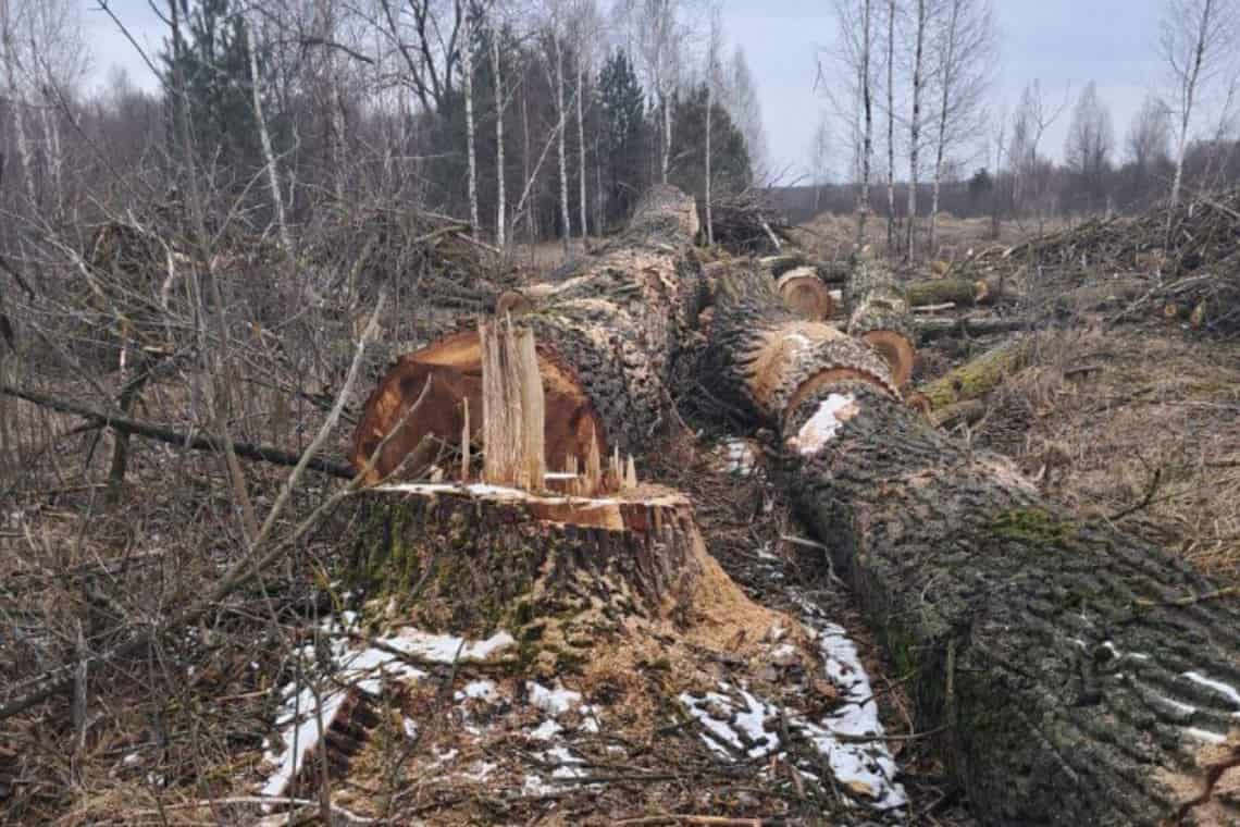 Малинська міська рада повинна заплатити понад 1,5 млн грн за незаконну вирубку дерев