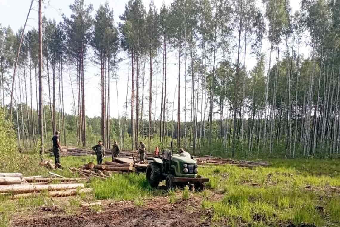 Знайшов у місцевому лісі - поліцейські затримали тракториста з Олевська, який незаконно перевозив соснові колоди