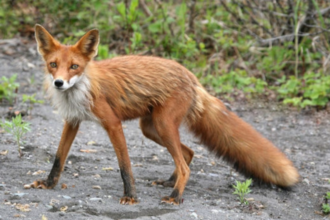 У селі біля Коростеня на власному обійсті чоловік вбив лисицю: у тварини підтвердили сказ
