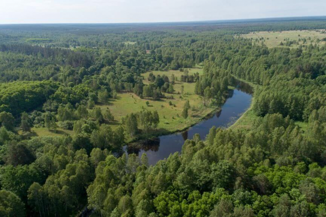 На Народиччині оштрафували чотирьох чоловіків за збирання моху в заповіднику «Древлянський»