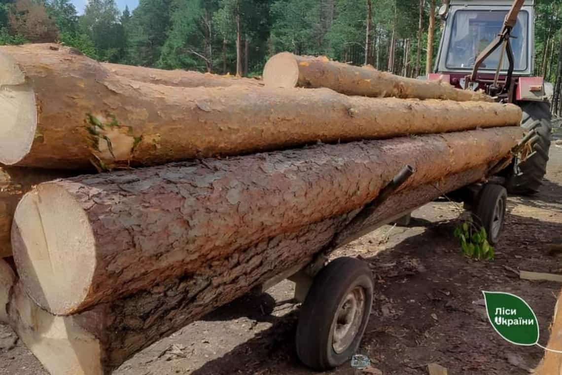 Рейди на Коростенщині - лісівники з поліцією ловили браконьєрів, які незаконно вирубують деревину