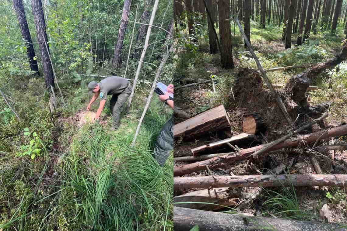 На Олевщині невідомі вирубали 4 сосни, 2 із яких росли на території заказника