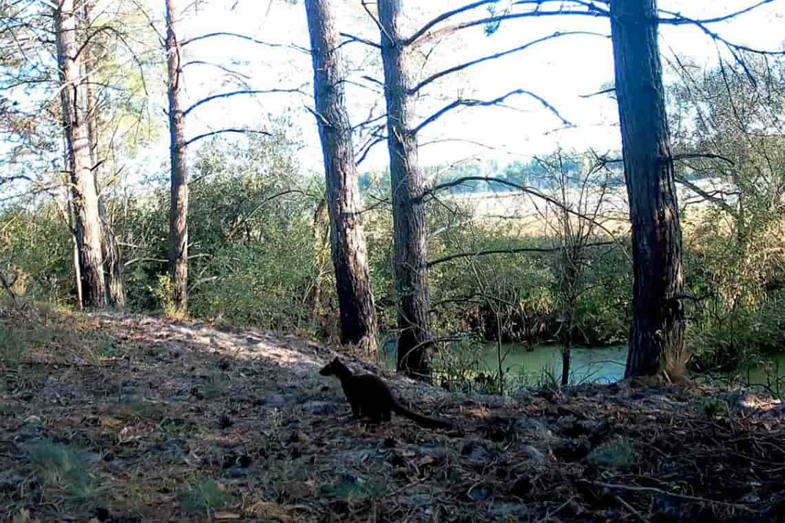 У заповіднику на Коростенщині розставили фотопастки, моніторять тварин