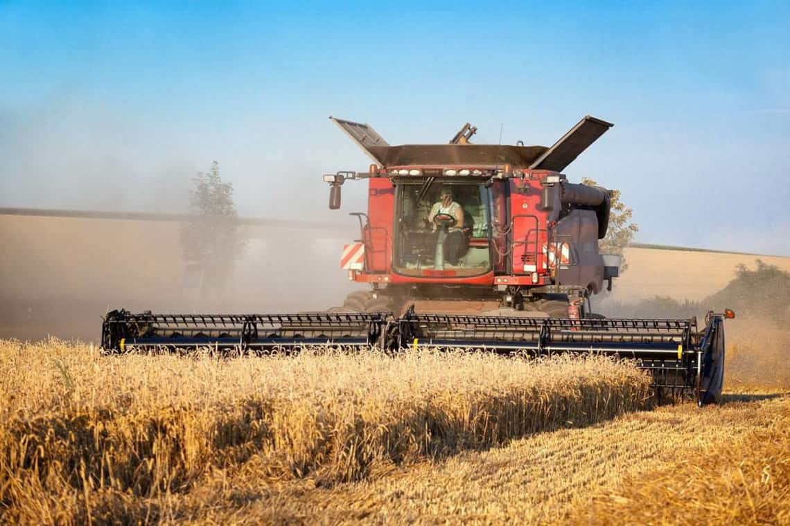 На Житомирщині завершили збір ранніх зернових: горох вродив, а урожайність пшениці невелика