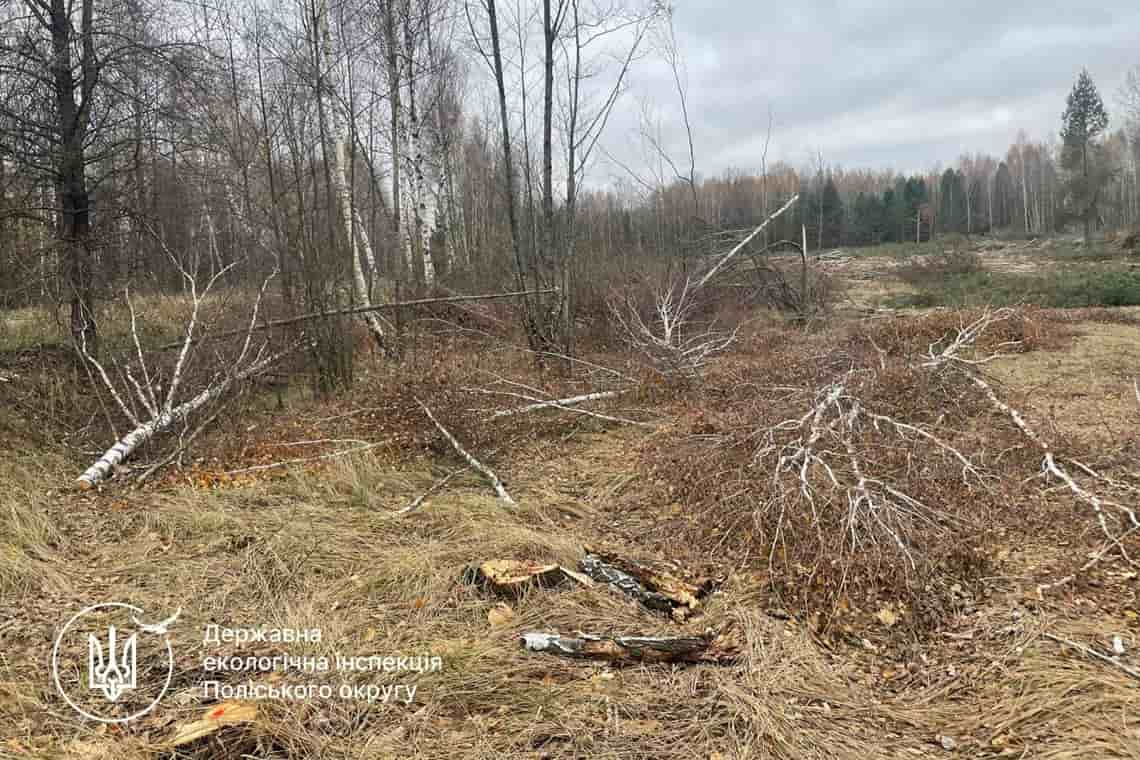 На Малинщині виявили незаконну вирубку дерев: збитки - понад 500 тис. грн