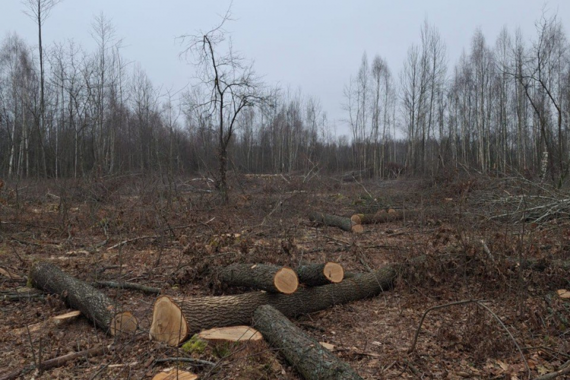 Вирубали 35 гектарів дерев: у Житомирській області знову знищують ліси