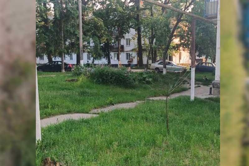 gadyk1306225 2