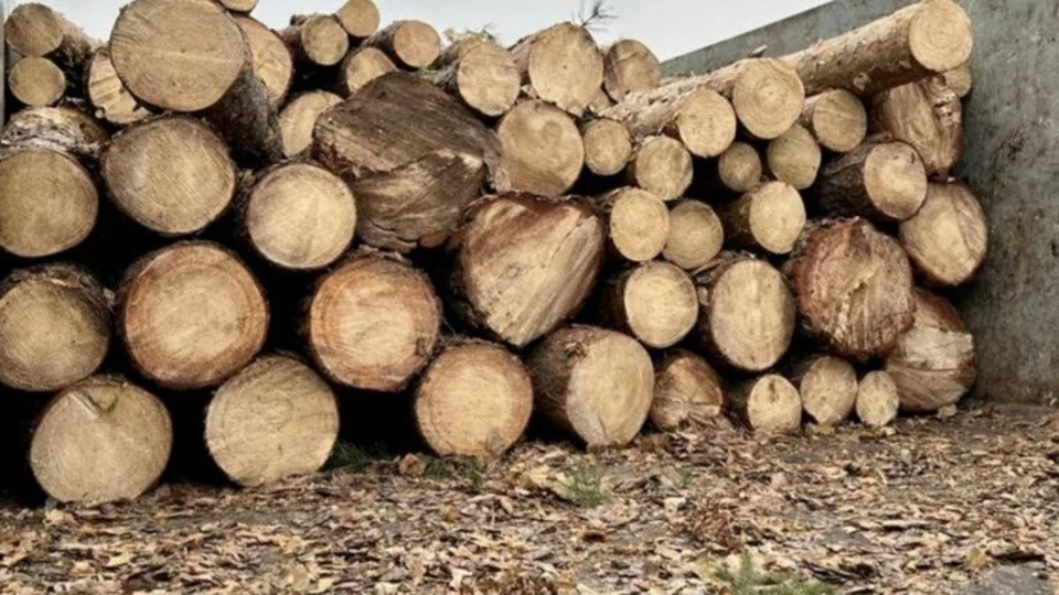 На Олевщині підприємець зберігав незаконно зрубаний ліс на власній лісопильні: визнав вину та перерахував 35 тис. грн на ЗСУ