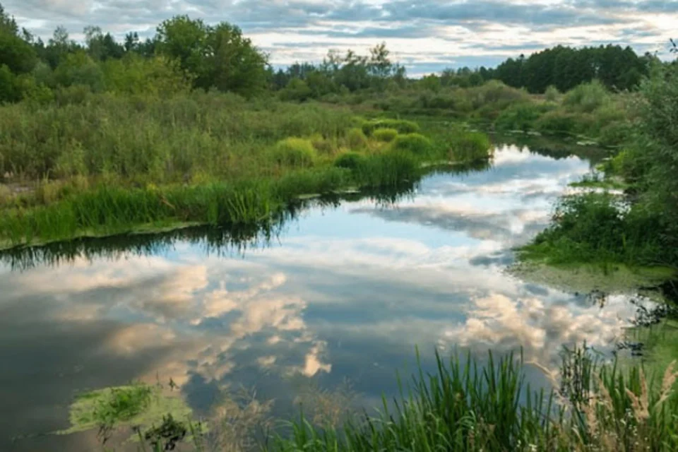 На Житомирщині критично низька водність річок: місцями в кілька разів менше за норму