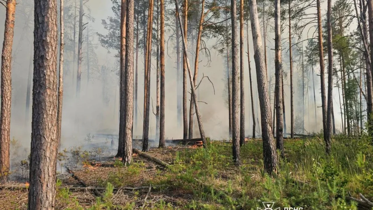 Через спеку та вітер у Коростенському районі горів ліс
