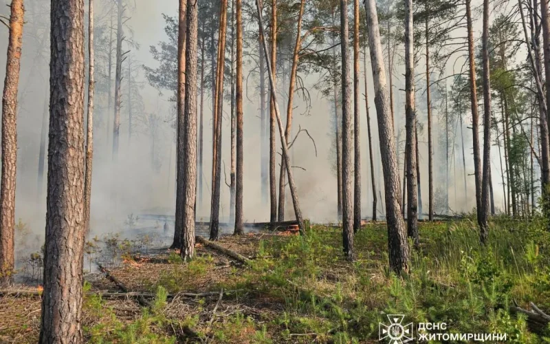 Через спеку та вітер у Коростенському районі горів ліс