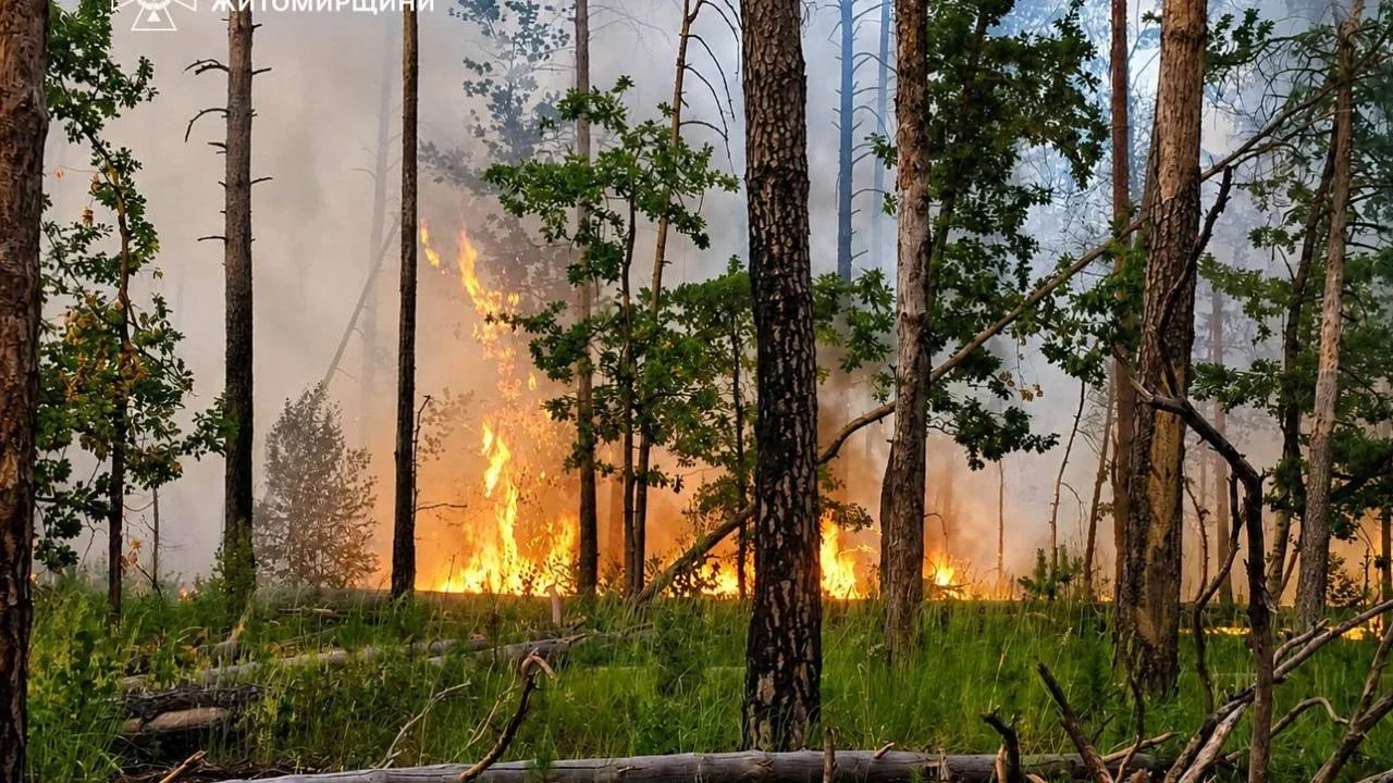 На Коростенщині рятувальники чотири доби гасили лісову пожежу