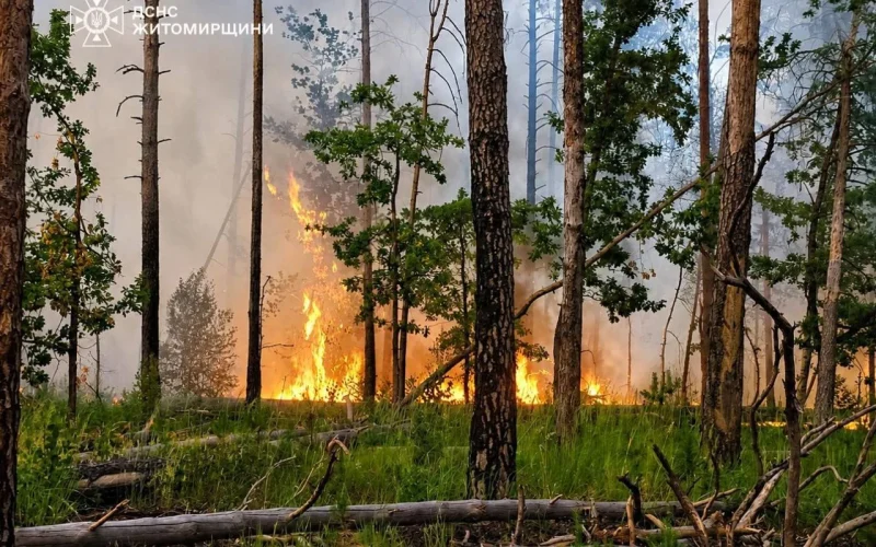 На Коростенщині рятувальники чотири доби гасили лісову пожежу