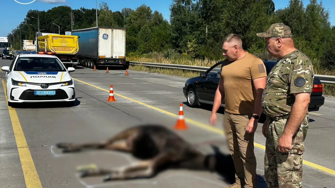 На Житомирщині вантажівка збила червонокнижну лосиху, на водія склали протокол