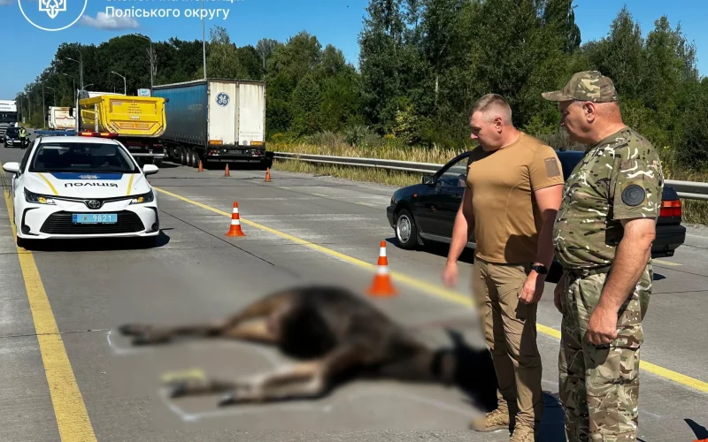 На Житомирщині вантажівка збила червонокнижну лосиху, на водія склали протокол