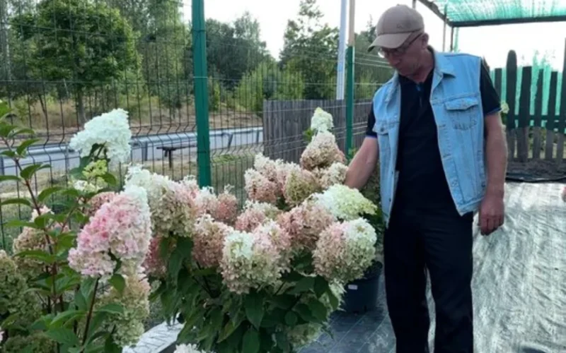 Житель Малина за вісім років створив сад із понад тисячі гортензій