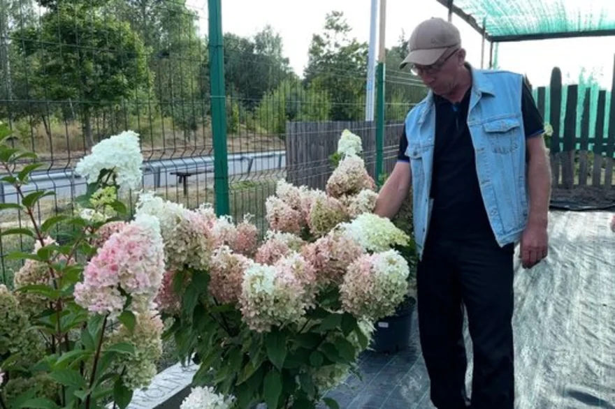 Житель Малина за вісім років створив сад із понад тисячі гортензій