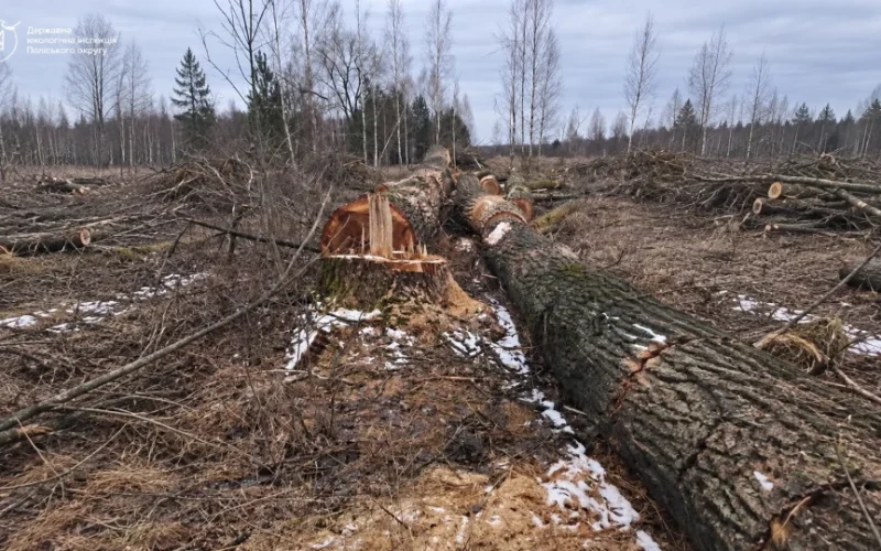 З Малинської міської ради стягнуть понад 1,5 млн грн за незаконну порубку тополь