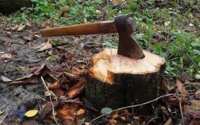 Незаконна порубка дерев в Іршанській громаді: суд просять арештувати техніку та вилучену деревину