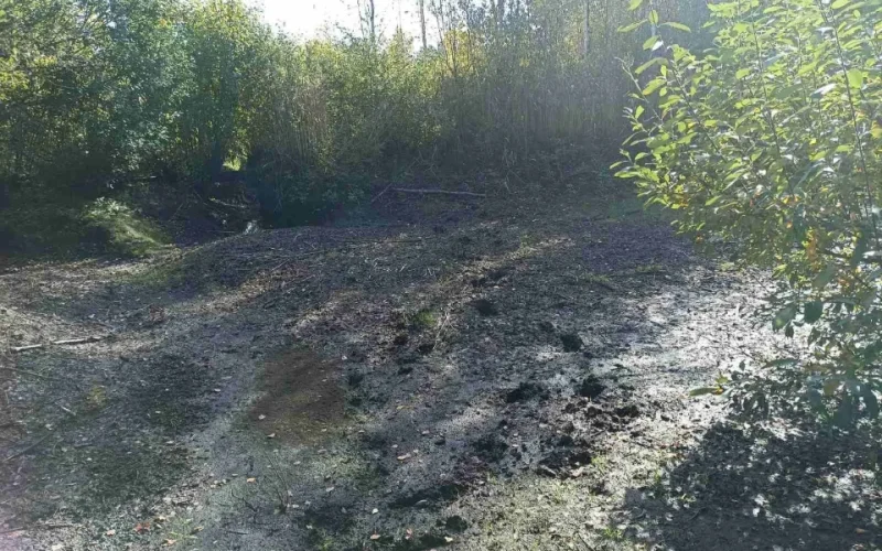 У Поліському заповіднику на Коростенщині катастрофічно пересихають болота