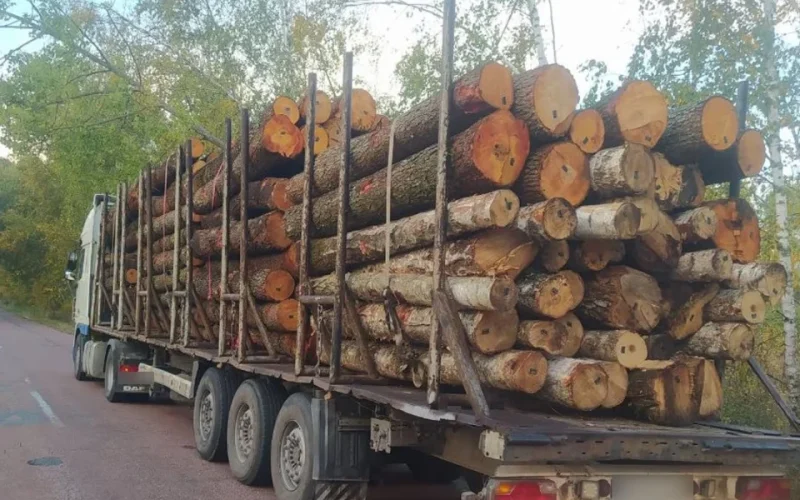 На трасі в Коростенському районі патрульні зупинили DAF, який перевозив деревину з бірками повторного використання