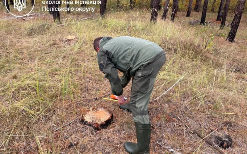 Під час перевірки ДП «Грозинське» на Коростенщині виявили незаконну порубку понад тисячі дерев: збитки оцінили в понад 11 млн грн