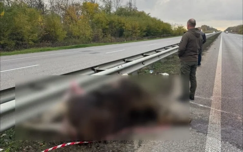 На автодорозі у Житомирській області екологи виявили загиблу самку європейського лося